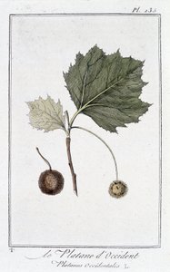 Western Plane Tree (Platanus occidentalis) - in 