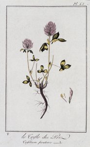 Le Trefle des Pres (Trifolium pratense) - in 