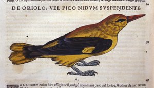 Le pic in Historia Animalium by Conrad Gesner