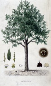 Leaves, fruit and chestnut tree, botanical board