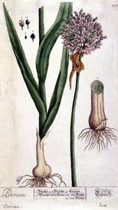 Leek - Botanical Board by Unknown artist