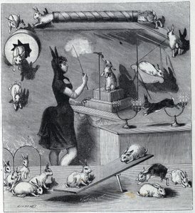 The dressed rabbits of the Nouveau Cirque in Paris: tamer in rabbit costume teaching the different numbers to the animal. Engraving in 