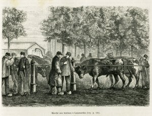 Livestock Walking in Leeuwarden (Netherlands). Engraving to illustrate the story 