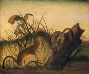 Long-Tailed Weasel by Unknown Artist