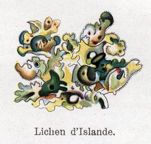 Medicinal and food botanical plants: Iceland lichen. Engraving in 