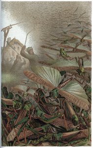 Migratory Locust - Engraving from 