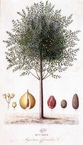 Myristica fragrans - Nutmeg (Myristica officinalis). botanical board