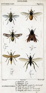 Natural History Board. Entomology. Dipteres Family. Sclerostomes: 6. Grey Stomox; 7. Beaked Rhingia; 8. Blinding Chrysopside; 8a. Profile Head; 9. Taon Negre; 9a. Head of Profile; 10. Crabroniforme Asylum; 10a. Head of Profile; 11. Emboid Hairy Legs