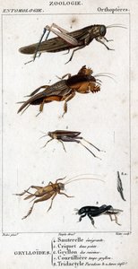 Natural History Board. Entomology. Family of Orthopteres. Grylloides: 4. Emigrating Grasshopper; 5. Grasshopper Two Points; 6. Gryllon from the Kitchens; 7. Gryllon Mole Broth; 8. Tridactyl Paradox; 8a. Inferior Tarsus by Unknown artist