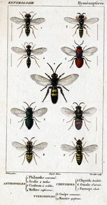 Natural history board. Entomology. Hymenoptera family. Anthophiles: 1. Philanth crown; 2. Scoile 4 spots; 3. Screening crabron; 4 Melline ruficorne. Chrysididae: 5. Lucidulous Chrysis; 6. Brain Omalum; 7. Parnope flesh. Pteromalidae: 8. common area; 9. Mas