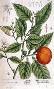 Orange (Aurentia)