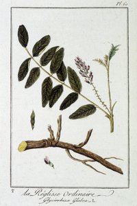 Ordinary licorice (Glycyrrhiza glabra) - in 