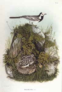Ornithology: a grey wagtail (Motacilla alba) near the nest of its young. 19th century zoology board