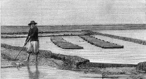 Oyster Farming in the Arcachon Basin: General View of an Oyster Park