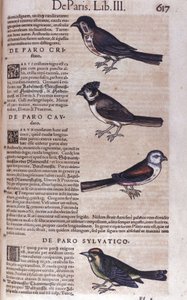 Passerines in Historia Animalium by Conrad Gesner by Unknown artist