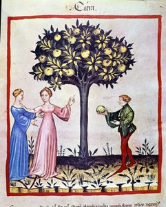 Picking Cedrat, Fruit of Cedratier. Illumination from the Tacuinum Sanitatis