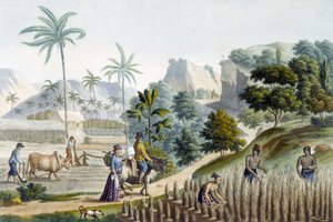 Pilling and planting rice on Guam Island (Micronesia) by Unknown artist