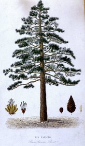 Pin Laricio - botanical board