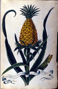 Pineapple. 19th century botanical board