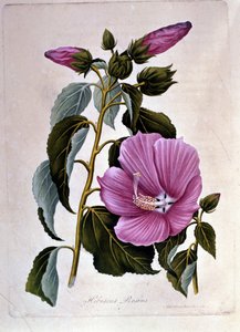 Pink hibiscus. Botanical board. Engraving by Unknown artist