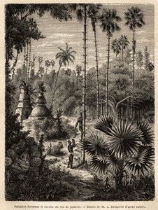 Planting borassus palm trees in Laos and collecting palm wine by Unknown artist