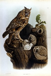 Plate representing a family of owls near the nest