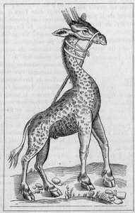 Portrait of a giraffe (After Pierre Belon)