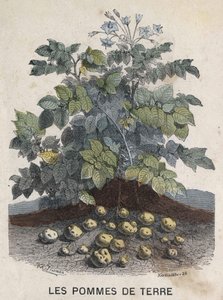 Potatoes. 19th century illustration. Bianchetti collection by Unknown artist