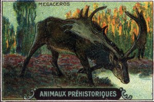Prehistoric Animal: Megaceros