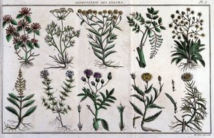 Provisions of flowers: in 