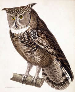 Raptor: African owl. 19th century engraving by Unknown artist