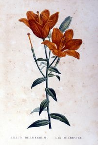 Red Bulbiferous Lily. 19th century engraving