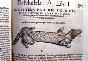 Representation of a Mustella (Family of Mustelids) Related to the Weasel - in Historia Animalium by Conrad Gesner, Tiguri by Unknown artist