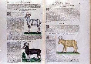 Representation of Sheep, Buffalo... - in Historia Animalium by Conrad Gesner (1516-1565), Tiguri
