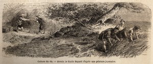 Rice cultivation: harvest in October, stems are reunited in bundles. Engraving to illustrate the voyage to Japan in 1863-1864, by Aime Humbert, minister of the Swiss Confederation, in 
