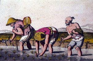 Rice cultivation in China by Unknown artist