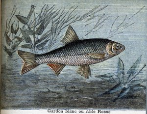 Roach White or Able Rosse by Unknown artist