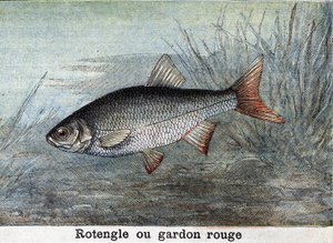 Rotengle or red roach Engraving from 1898 by Unknown artist