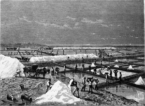 Salt production: view of a salt marsh