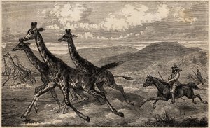 Samuel W. Baker Hunting Giraffe in Central Africa, Engraving to Illustrate the Voyage to Lake Albert by Sir Samuel White Baker by Unknown artist