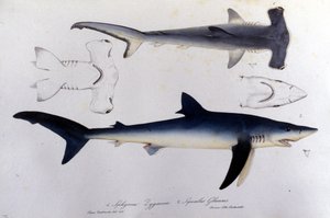 Sharks: hammerhead shark and blue shark by Unknown artist