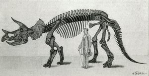 Skeleton of a Triceratops prorsus by Unknown artist