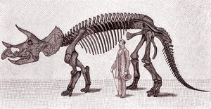 Skeleton of a Triceratops Prorsus by Unknown artist