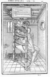 Skull Cut. Anatomical Board of De dissectione partium corporis humani lbri tres by Carlo Stefano Riverio, Paris 1545 by Unknown artist