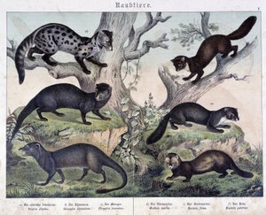 Small caruasiers - in "Natural histories of mammals", ed. Schreiber