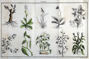 Stems: in 