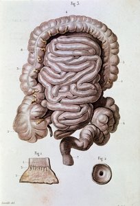 Study of human intestine, duodenum and small intestine by Unknown artist