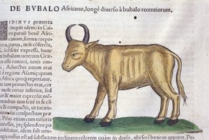 The African buffalo after Historiae animalium by Konrad Gesner, Tiguri