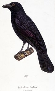 The Corbine Raven - natural history board by Unknown artist