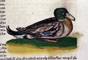 The Harle in Historia Animalium by Conrad Gesner